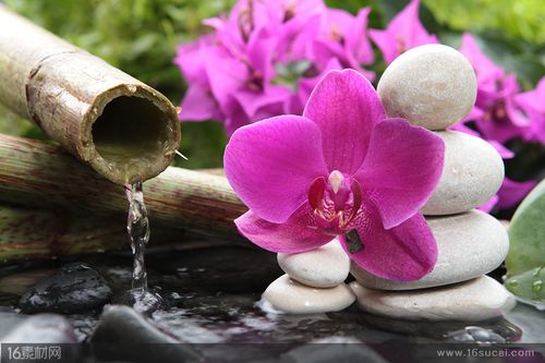 关键词:spa用品图片按摩石鹅卵石流水石块鲜花spa花朵生活用品生活